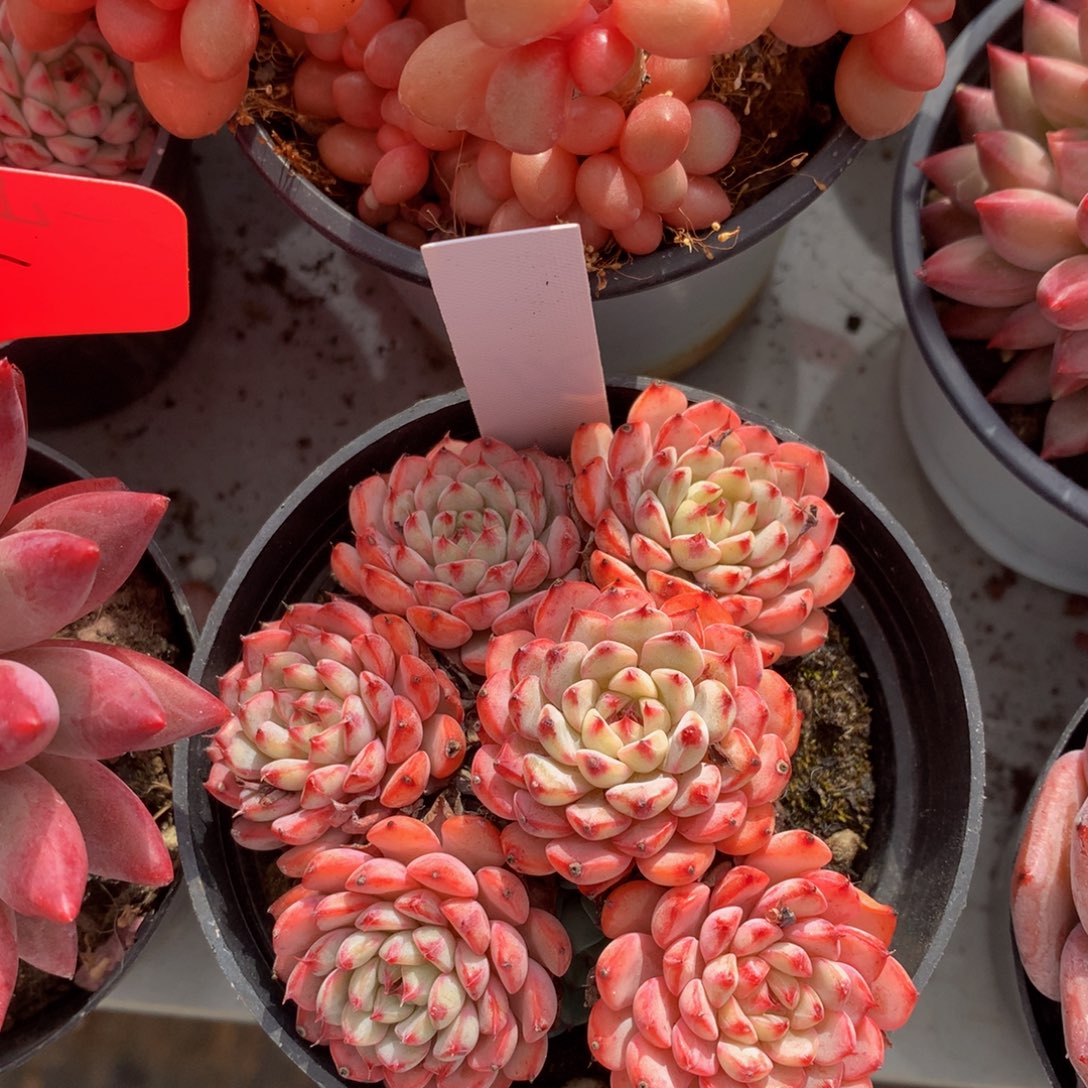 粉enjilian626262626373¥