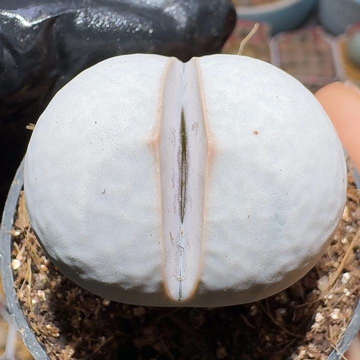 生石花111111。  3.5左右。 高尔夫。 179