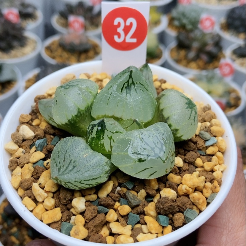 【闪购商品】晨**?32杨贵妃