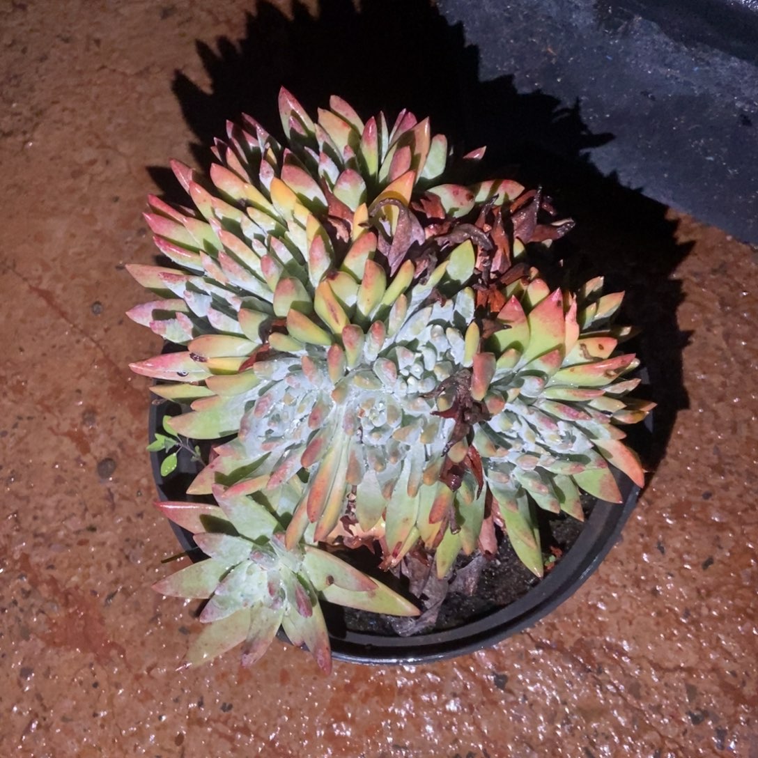 白姆缀多肉啦啦啦啦