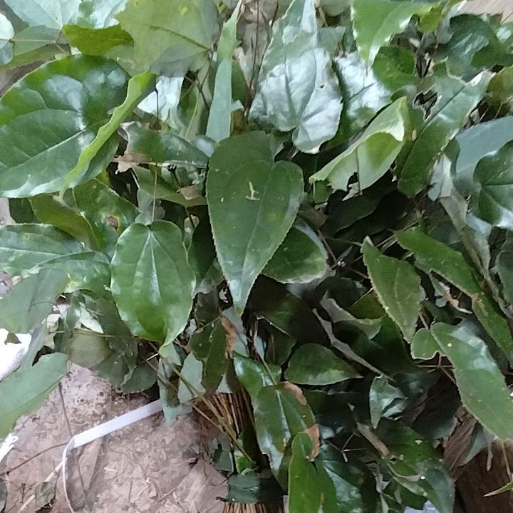  一斤装新鲜深山采摘野生三支九叶洋货叶整株全草