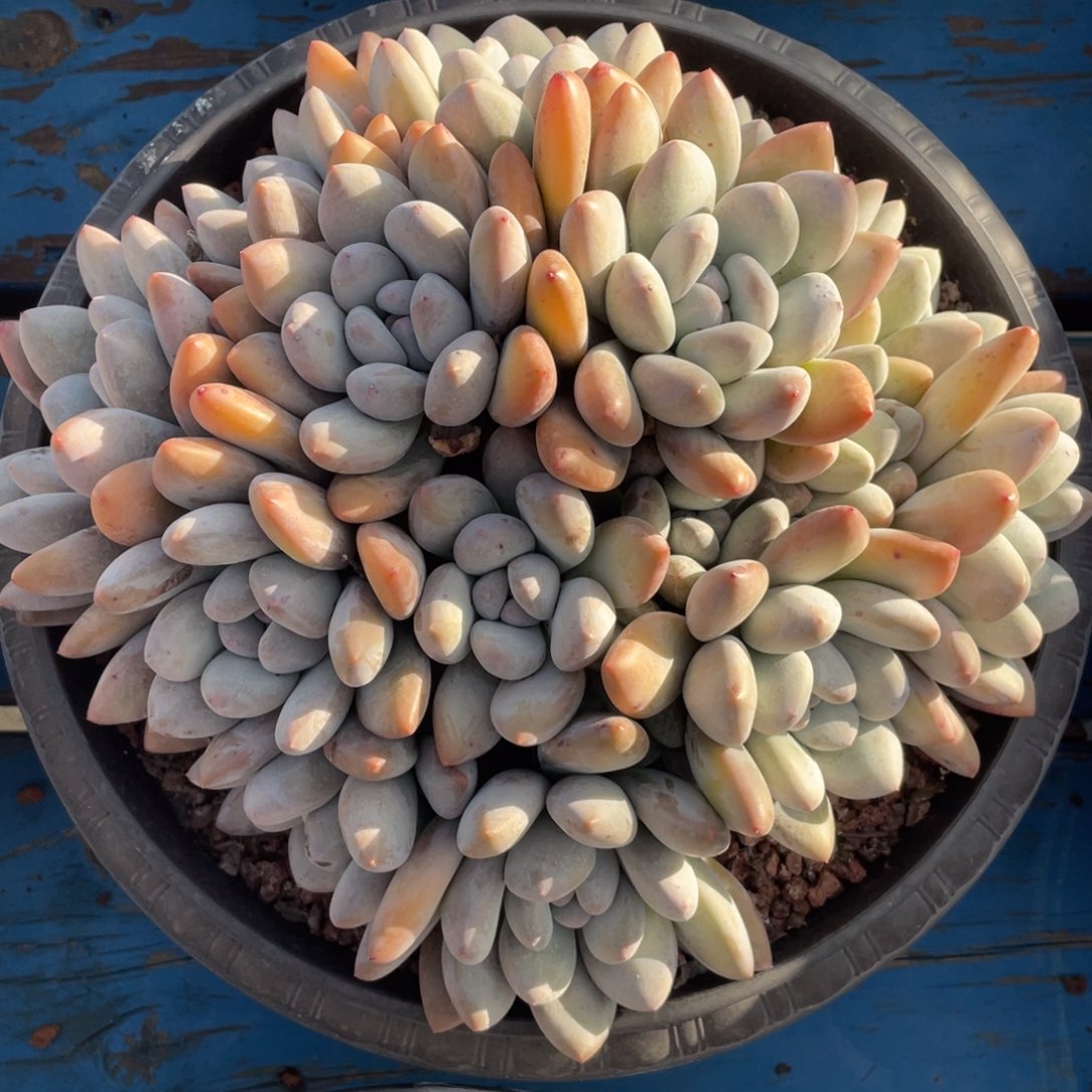 奶酪体香水无砍无摘