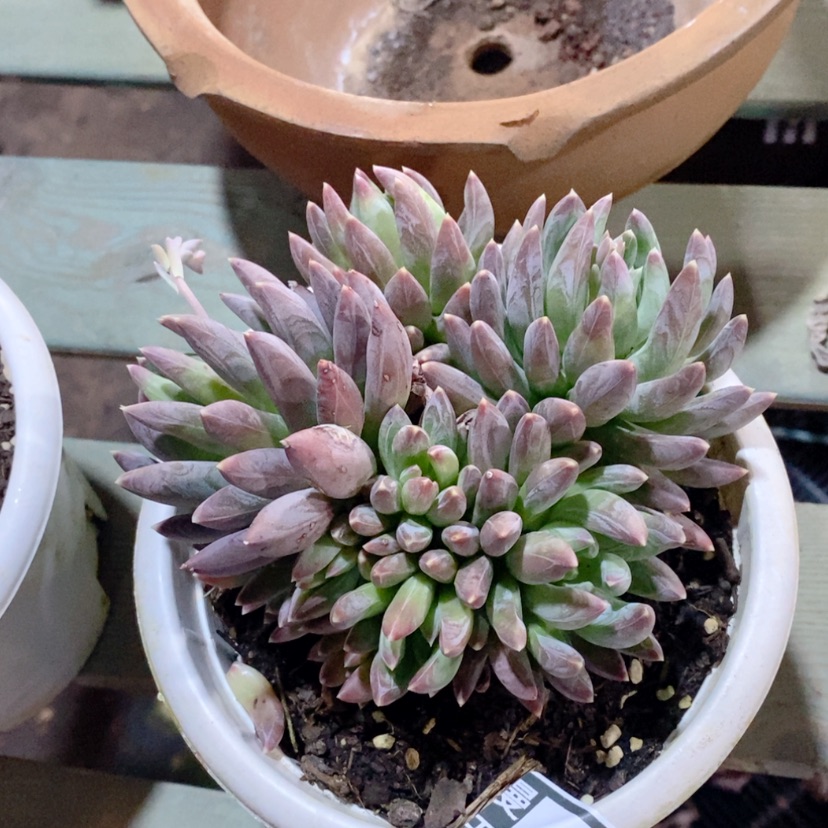 【闪购商品】炫彩星0292