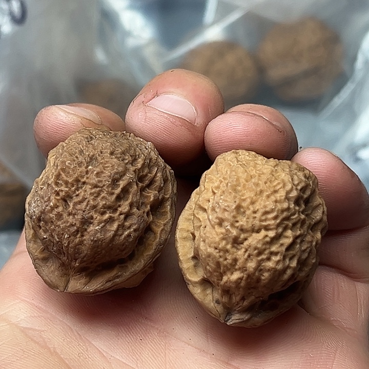 核桃20号花彩珊瑚纹35尺