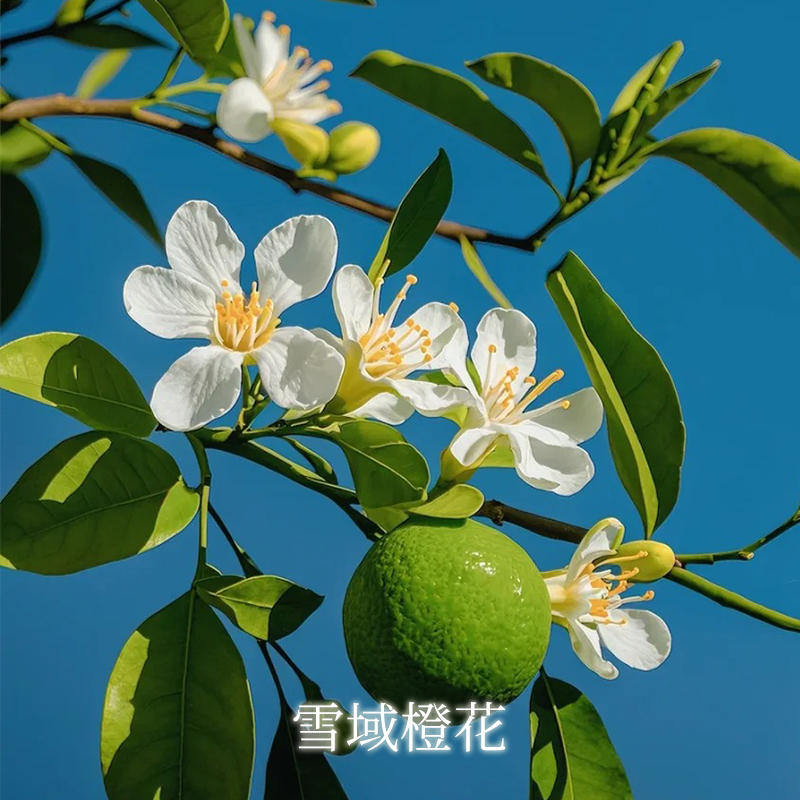 30ml雪域橙花单方精油