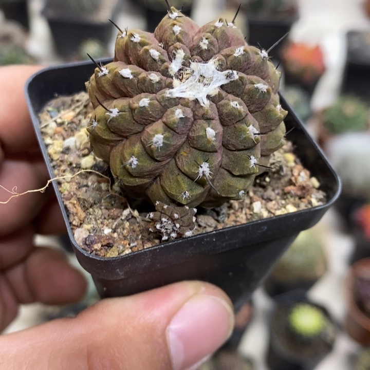 蜥蜴皮特价福利特价