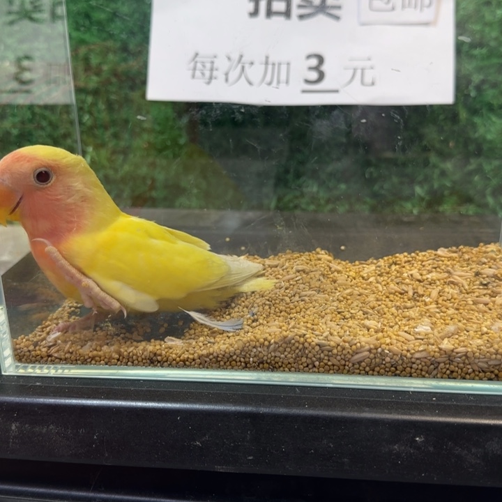 虎皮鹦鹉黄桃牡丹鹦鹉