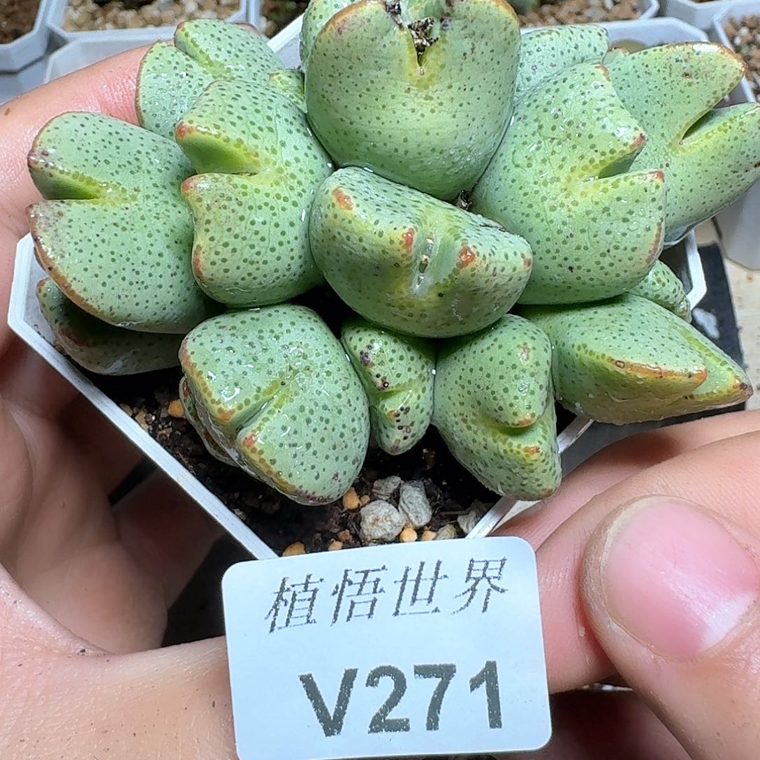 271号多肉植物哇fv
