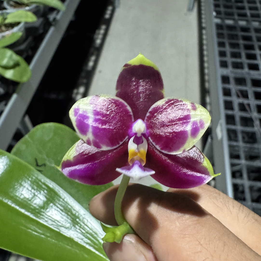 弥陀红虎蝴蝶兰2.5寸苗原厂花牌台湾蝴蝶兰丰花浓香全天香