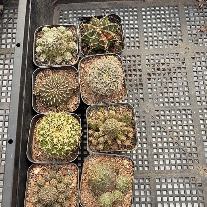 坑***王坑王一物一拍包邮