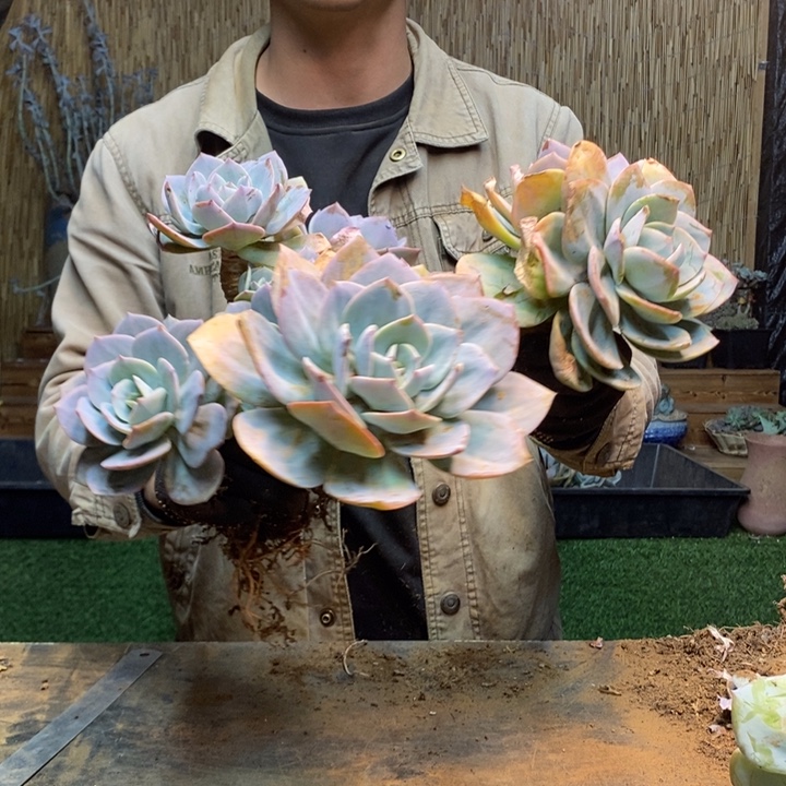 用***0282 号白凤多肉植物