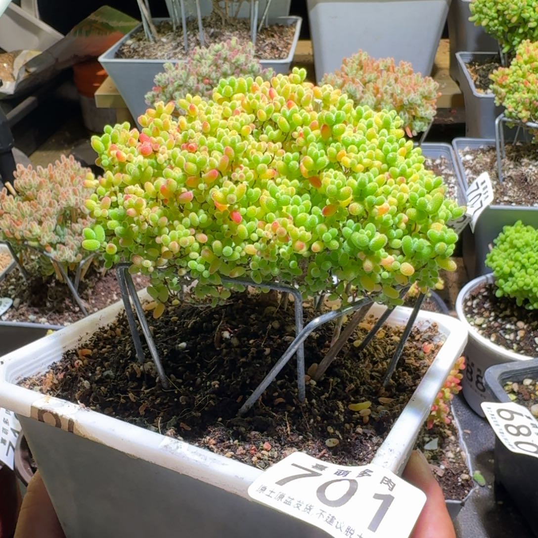 枝干番杏蜜桔糖球701