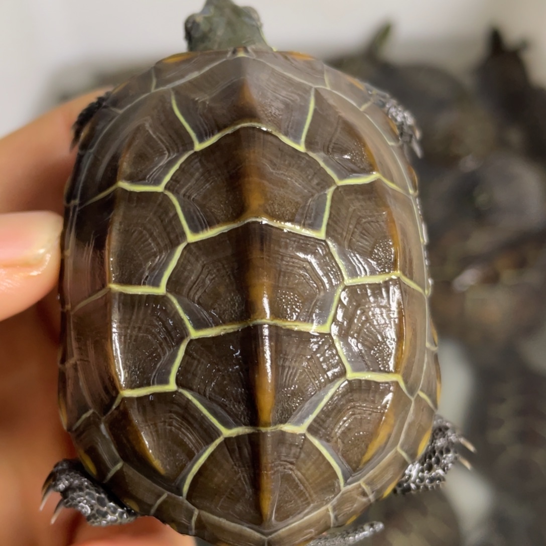 苏北金线冷水草龟