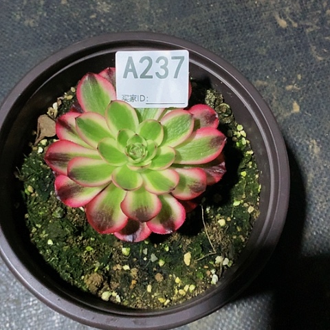 倾城237带土球发货