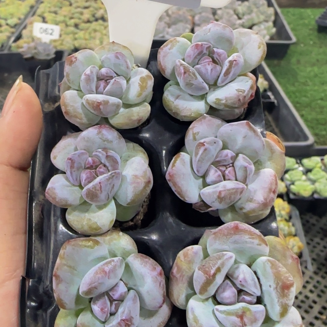 277 号一物一拍特价福利