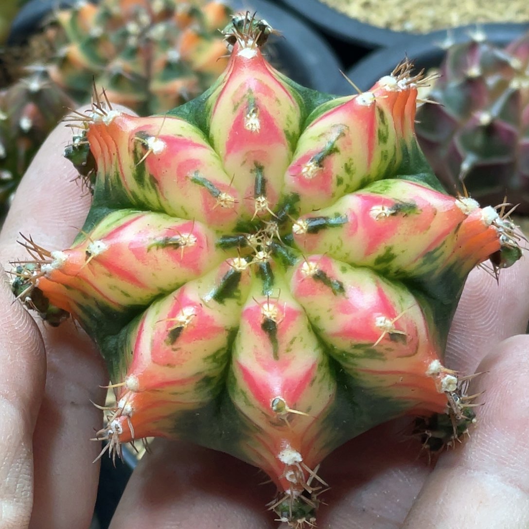 当前无花朵，栽培后可花朵泰系名品侧，好彩