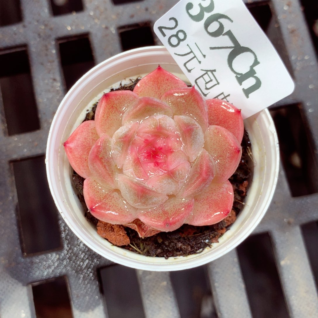 5厘米盆精控多肉367 