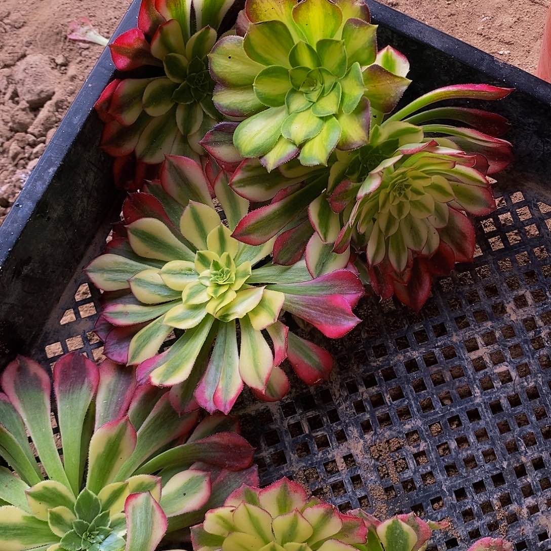 法师新品砍头苗6棵