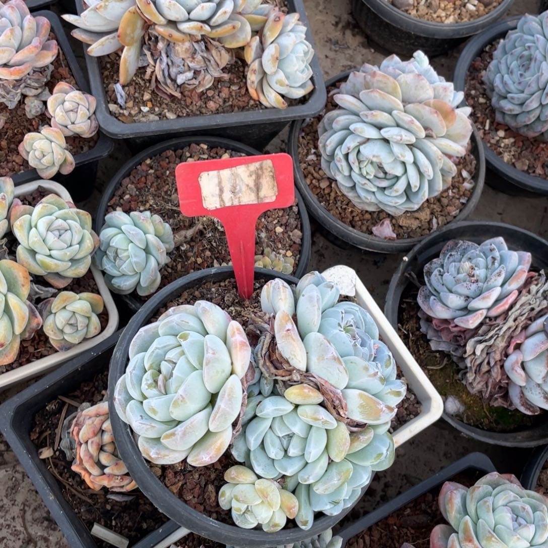 溪***溿冰玉群冰玉群393号