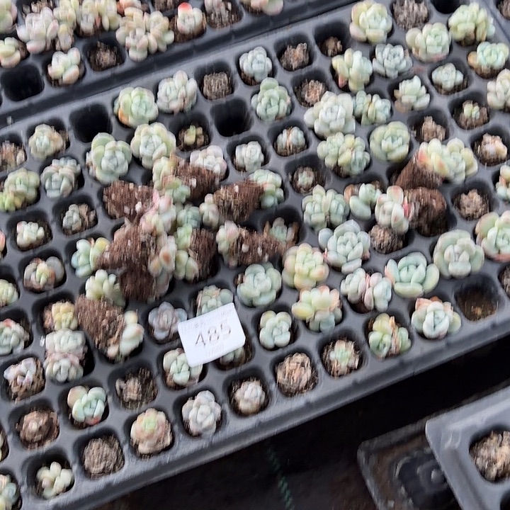 485号大绿菜绿体到手15-20颗