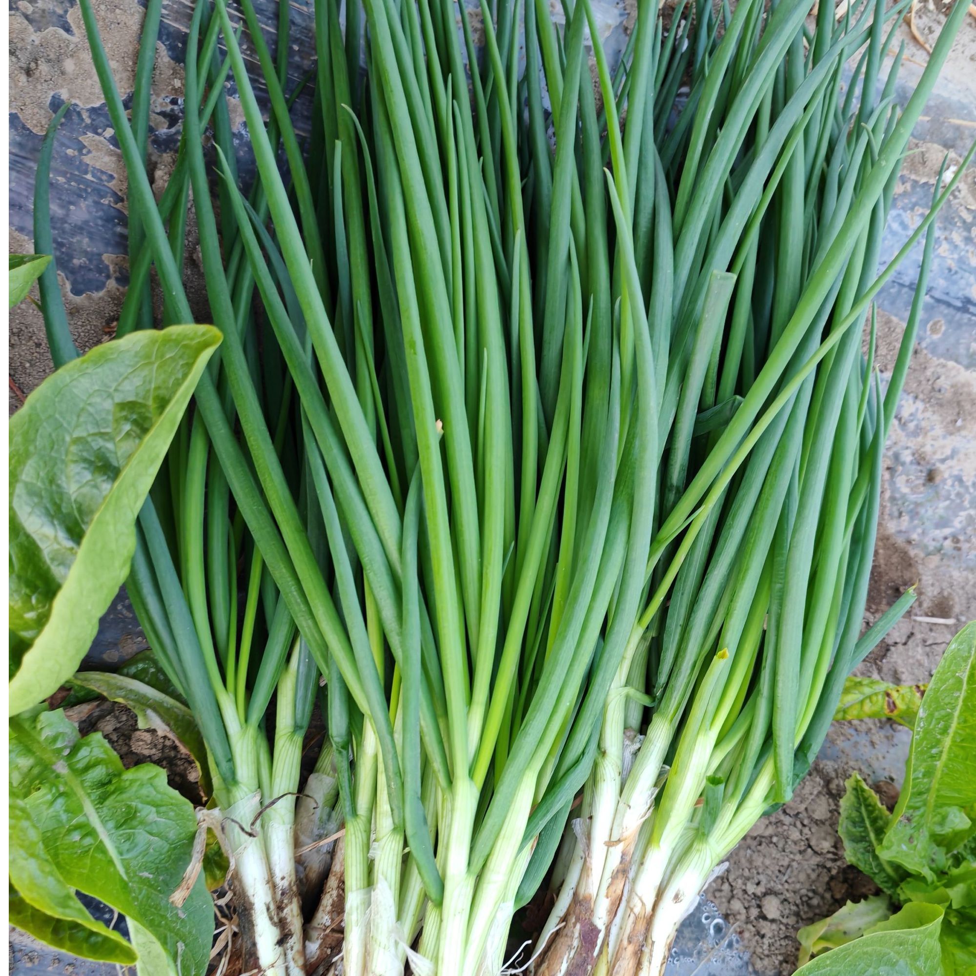 陕西小香葱，鲜香不打药，做调料做蘸酱菜都好吃