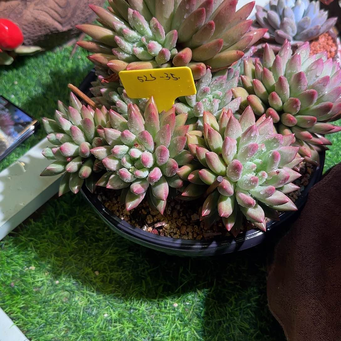 无花朵523-25水晶球sp10头起