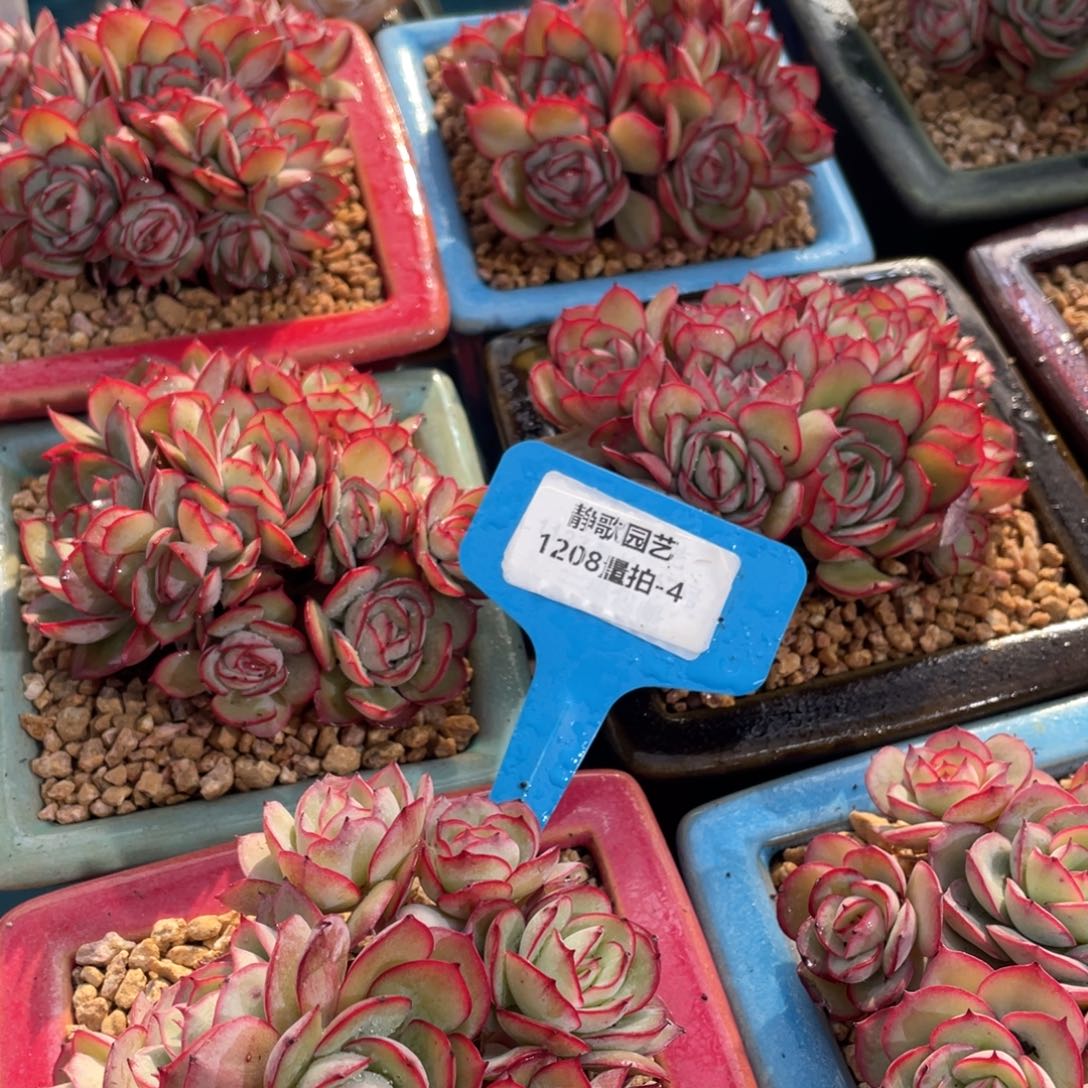 1208-4-牡丹亭群福利一颗量拍