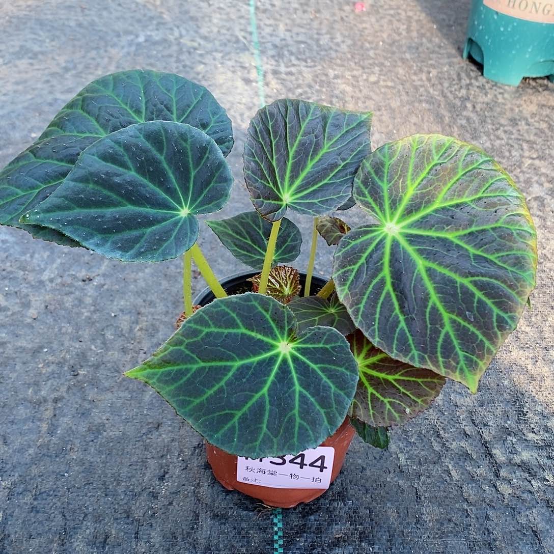 不开花植物M***y秋海棠344