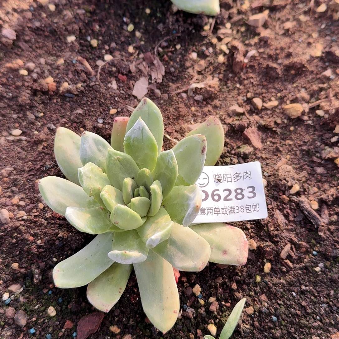 6283帕翠啥仙女杯多肉