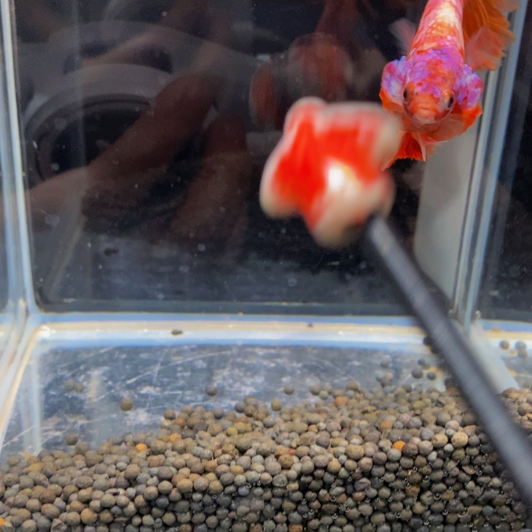 斗鱼413巨斗111111