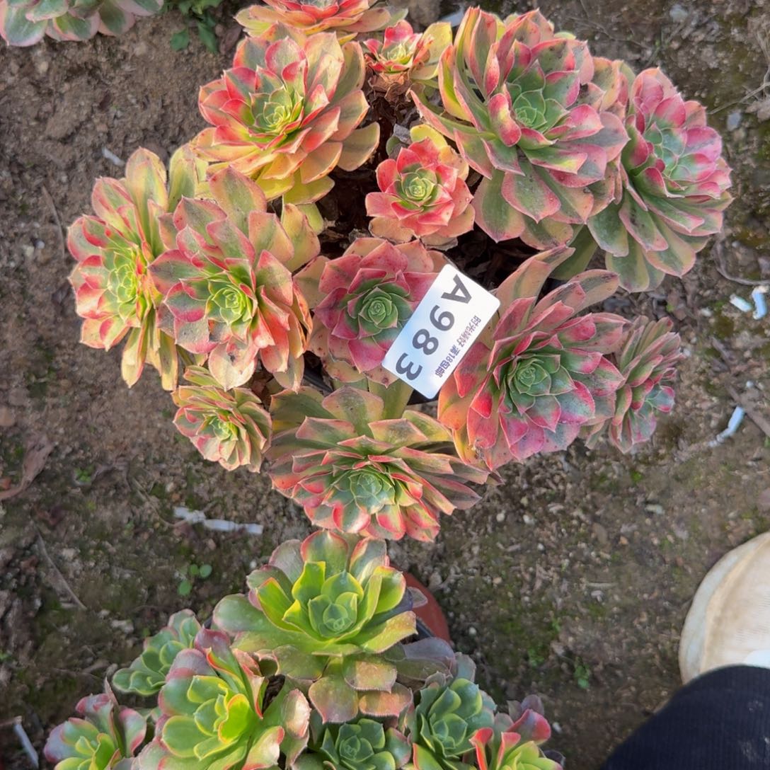 983雨荷。多肉植物