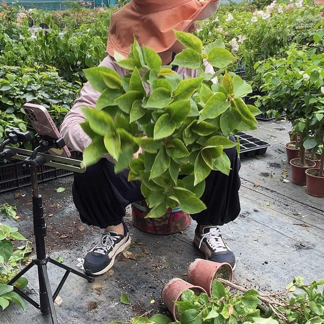 当前无花栽培后可以开花沙斑艳红掌中宝一颗