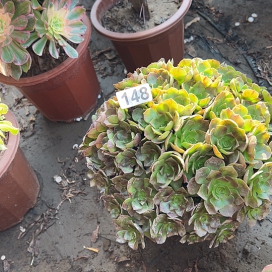 *****多肉植物一个撕拉碗148