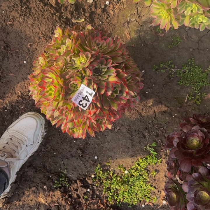 海王花27-14包邮花花