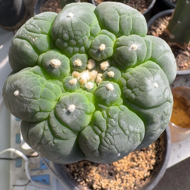 大优皱优苗接仙人球