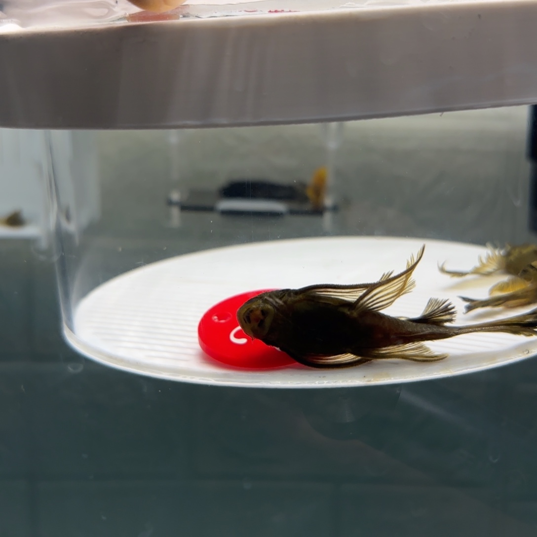 清道夫鱼21号牌绿龙大帆2条