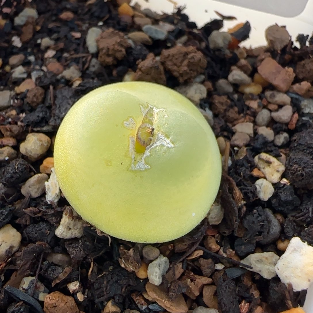 多肉植物拉登母本漏105号