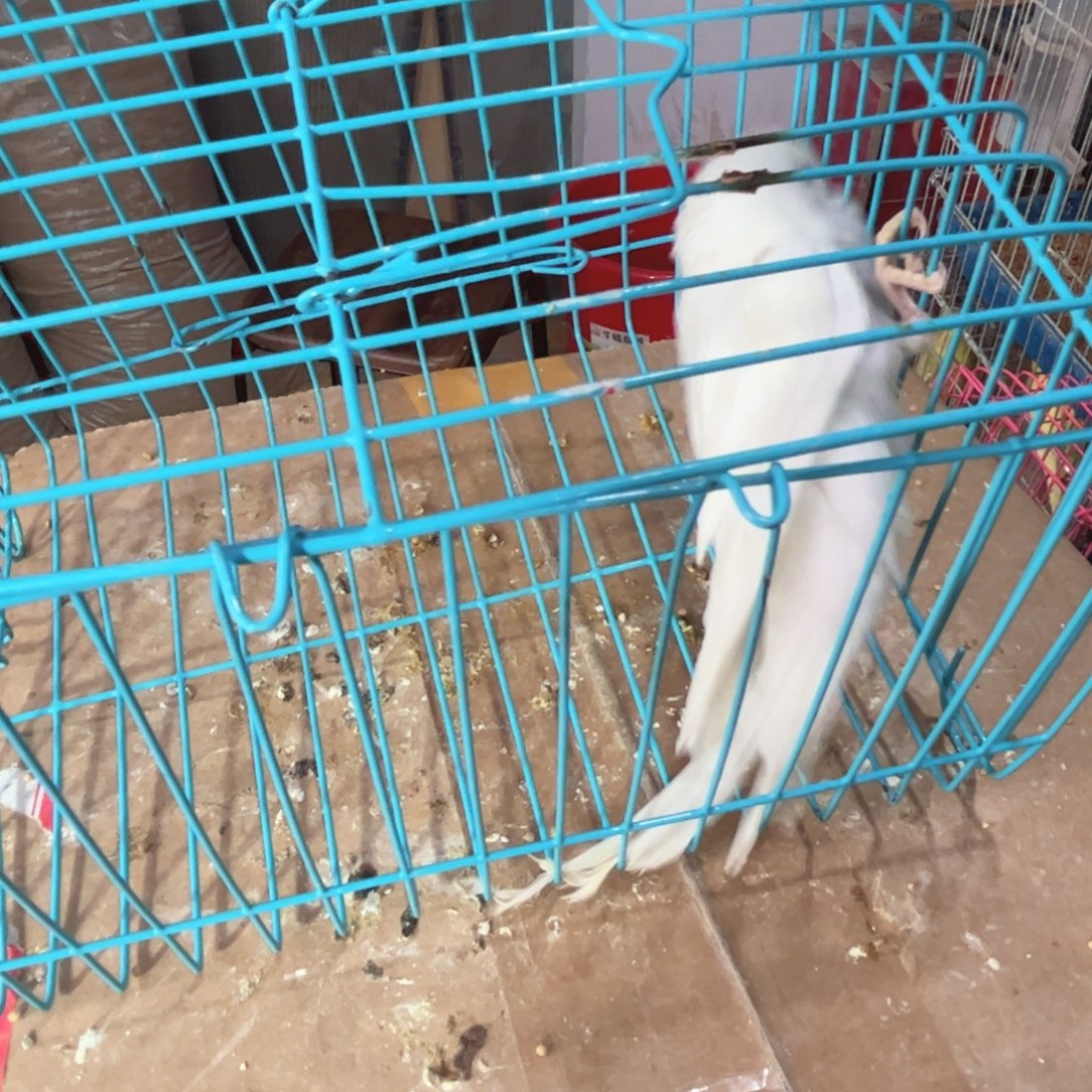 虎皮鹦鹉我的小姐姐