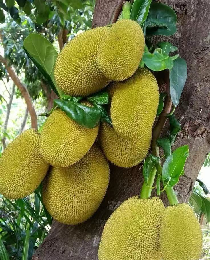 广西黄金菠萝果园现摘直发