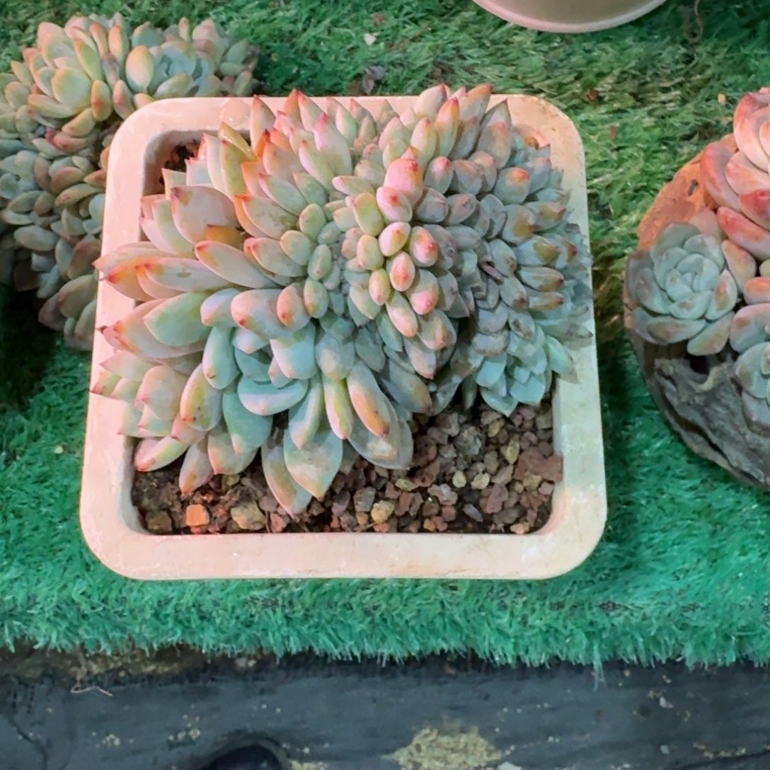 星影缀化无砍多肉