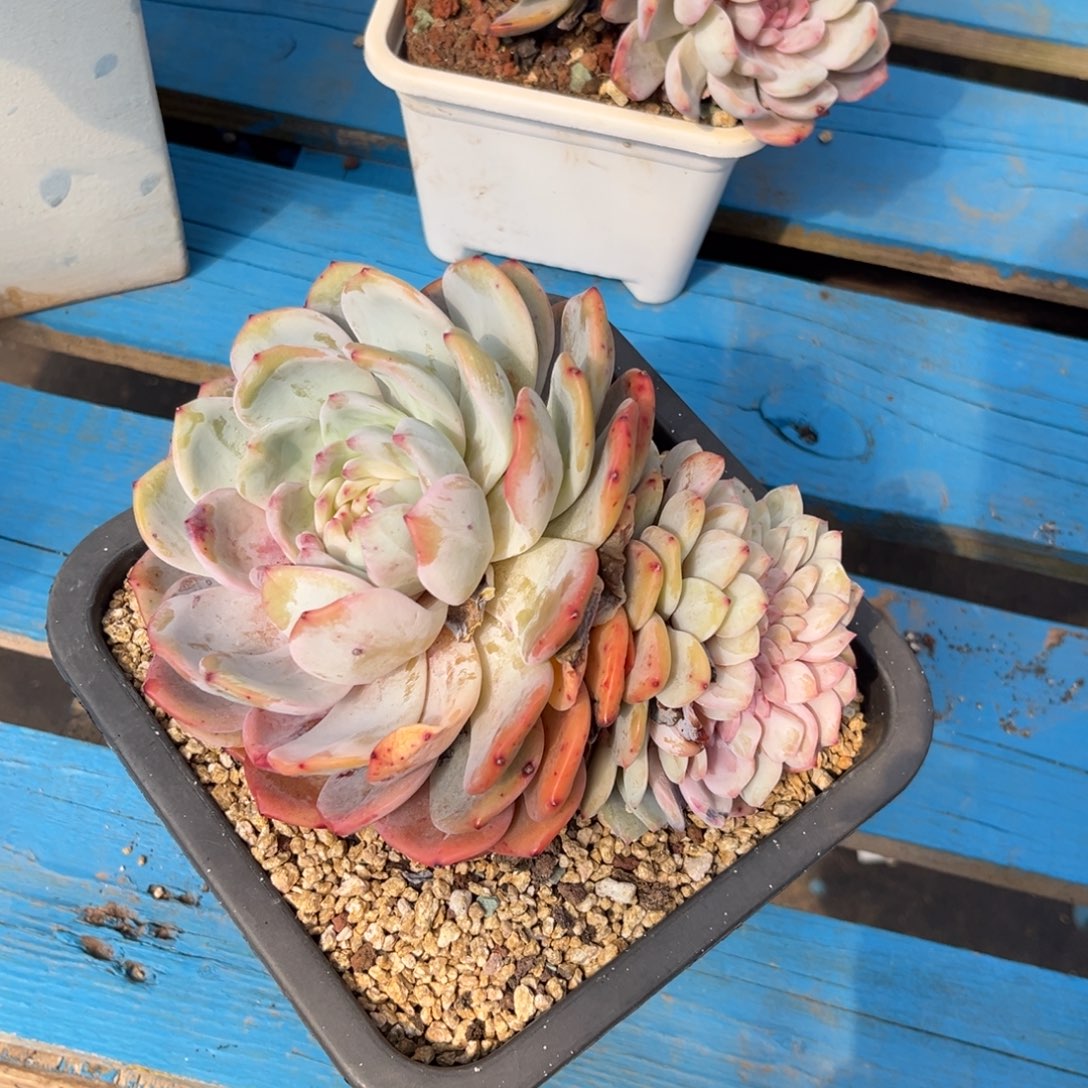 小雨多肉窝狠乖橙子