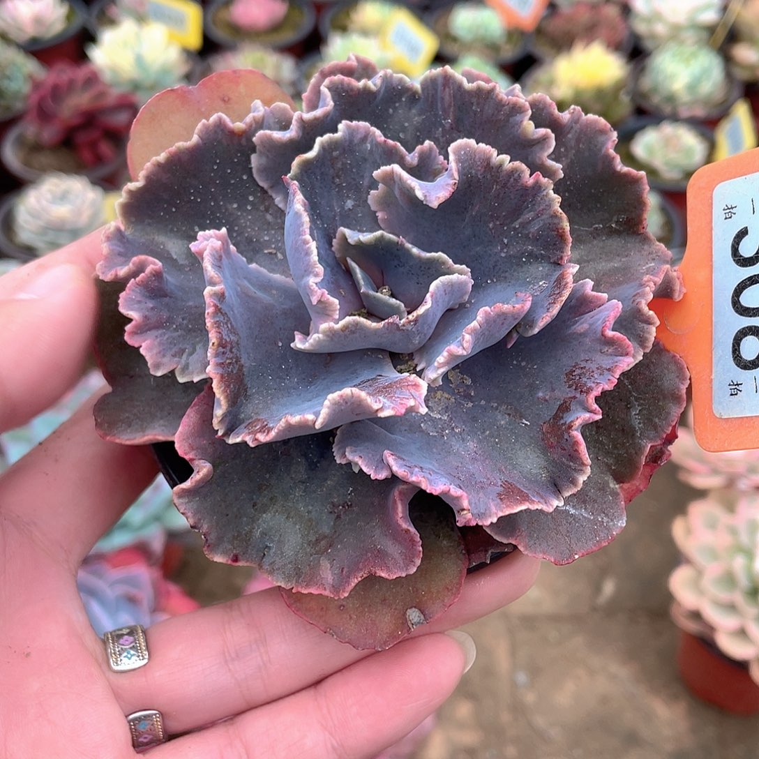 星云308号多肉植物