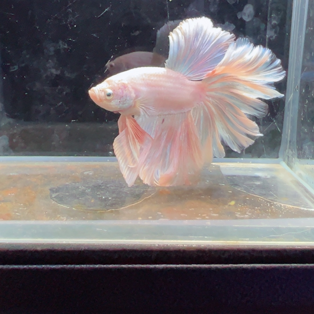 斗鱼浅色特殊尾hhhh