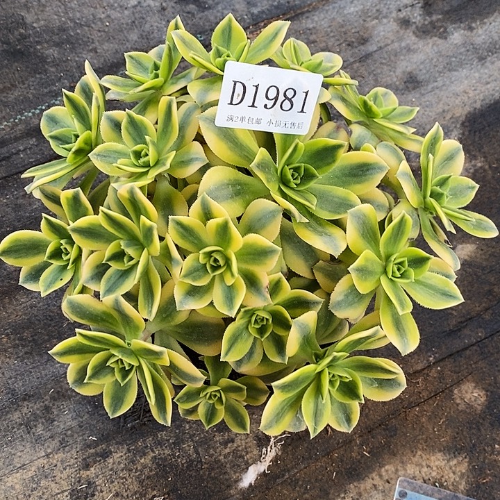 1981星爆多肉发货叶片有黑斑