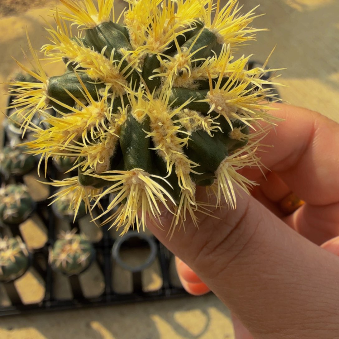 桃***人鱼哥专拍 凌波刺缀