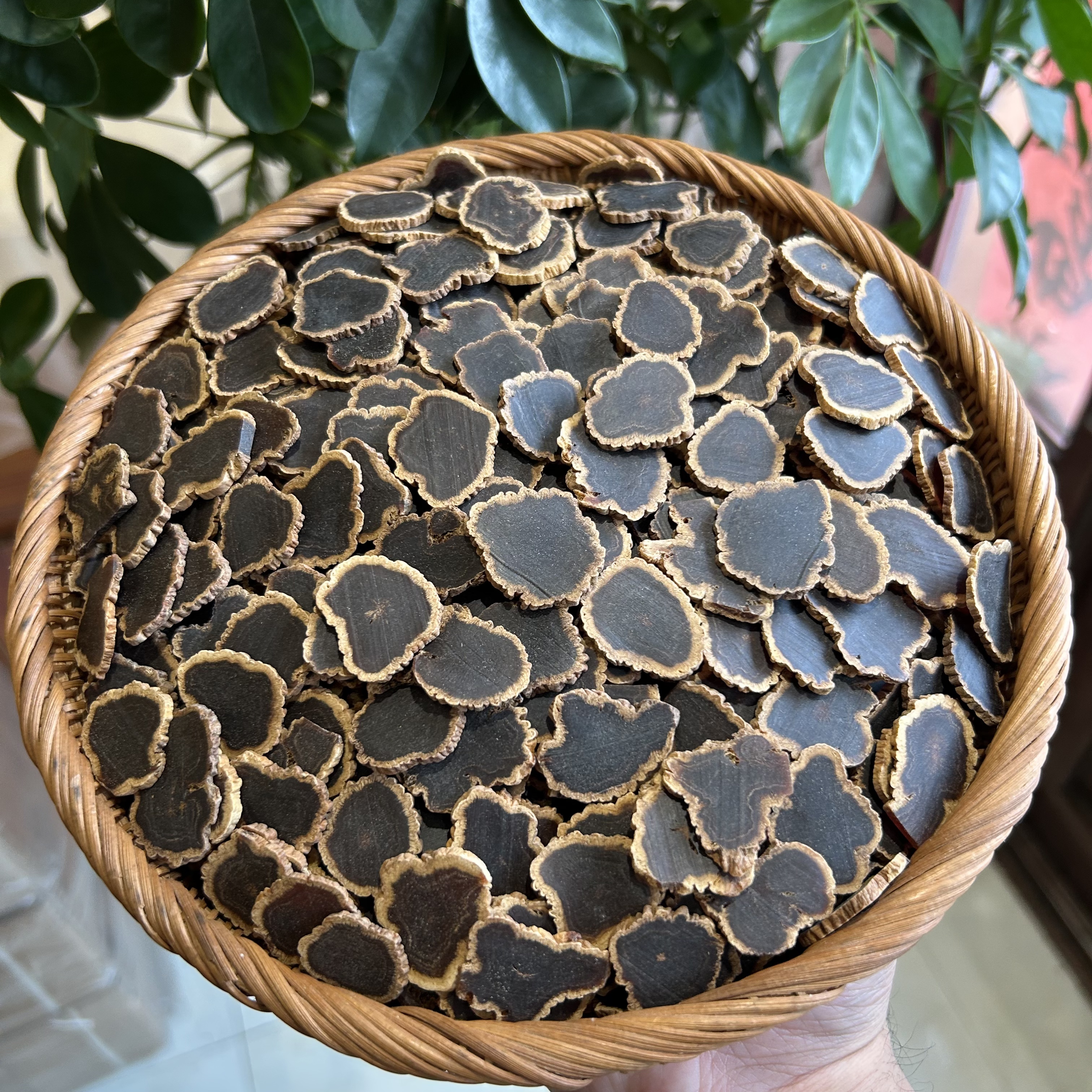 金边黑参片  老黄皮菊花心