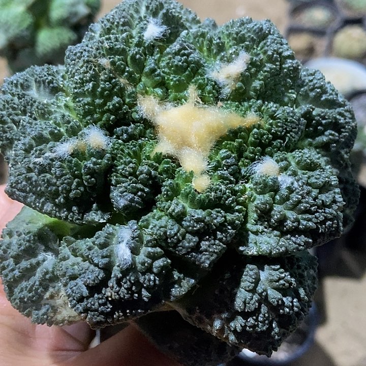 无花朵福利龙神颗粒炸尤哥斯拉牡丹924（10.5）