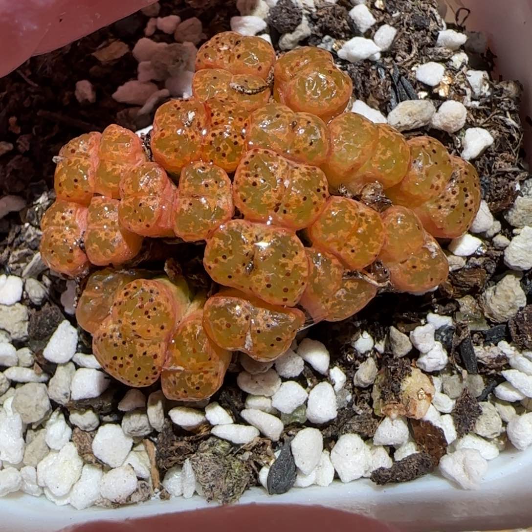 肉锥多肉植物百科-勋章1157