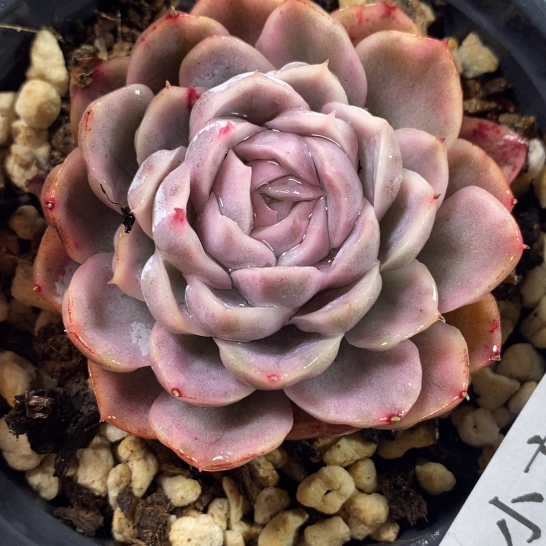 544墨西哥雪球锦单头带根