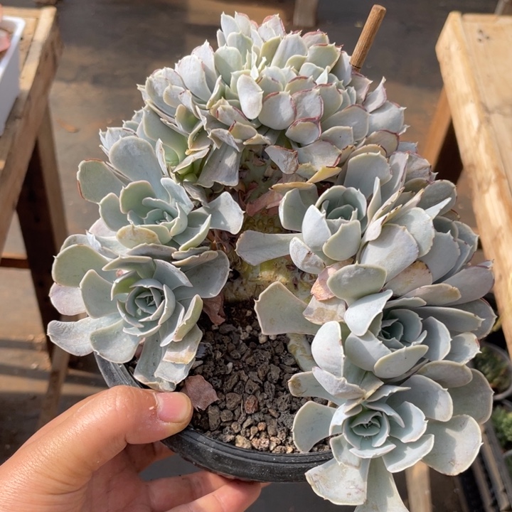 圣卡洛斯高板朵朵